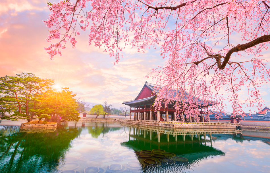 paisaje con árbol Sakura